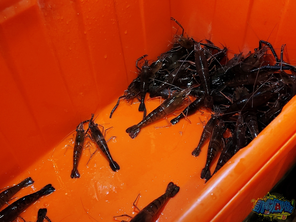 ▲過山蝦又叫做「貪食沼蝦」，生活在河溪中，是台灣最大的淡水蝦類之一，入秋後是過山蝦盛產的季節。