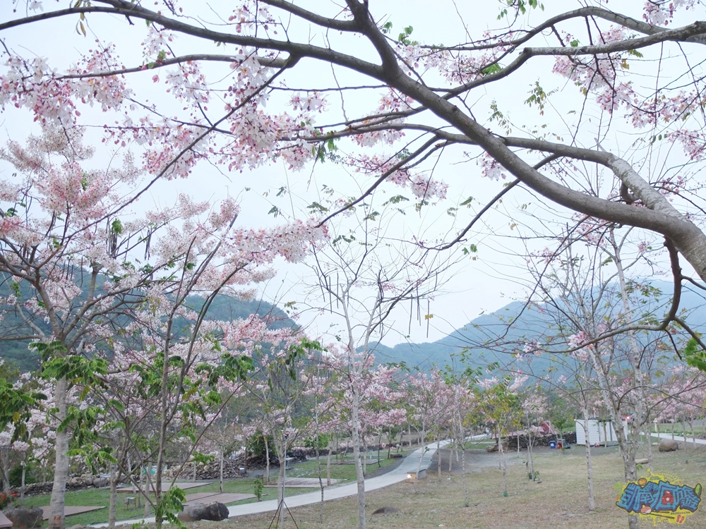 ▲群山包圍著寶來花賞溫泉公園，種植大量的花旗木成一座林區，遠看如一幅點綴上嫩粉色色澤的風景畫。